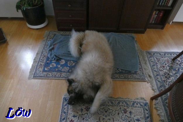 11.12.2025 - Verdauungswuzzeln